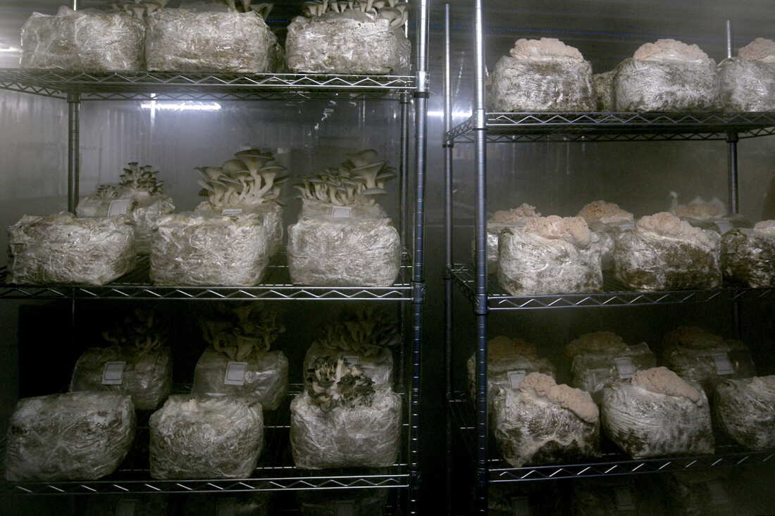 Mushrooms grow in a fruiting room inside a former hog barn retrofitted by the Faaborg family. The Faaborg family grows specialty mushrooms at 1100 Farm in central Iowa. Tyler Faaborg said the family makes their own mushroom blocks, which is cheaper than buying them. They're 50% soy hull; 50% hardwood pellets.