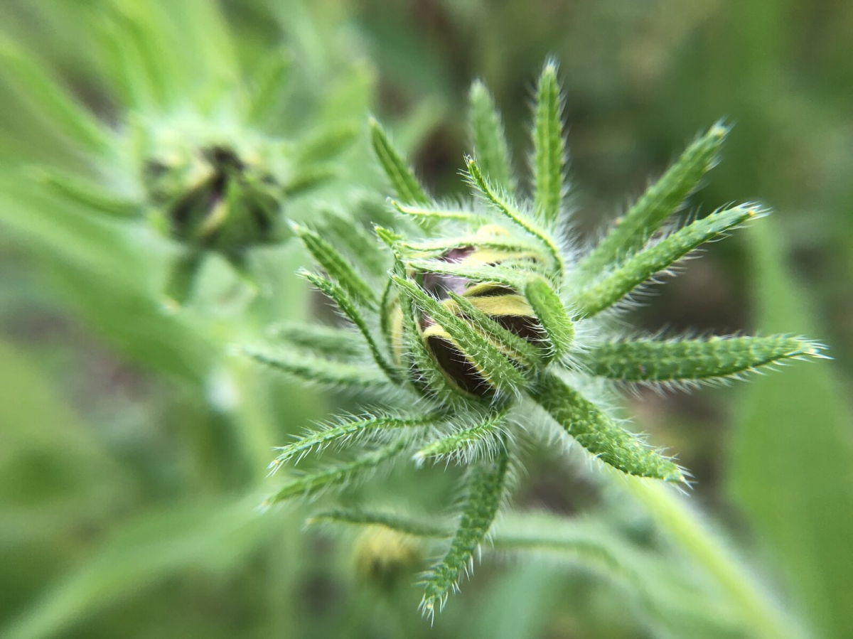 This Black-Eyed Susan, a native species in eastern and central North America, demonstrates the idea that if you look closely at the plant life around you, your curiosity might be rewarded. 'Plants are so much hairier than you realize,' says writer and artist Jenny Odell.