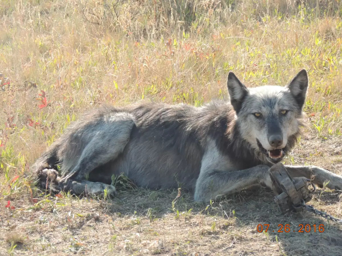 Wildlife Services kills hundreds of thousands of noninvasive animals a year. This photo, obtained from the USDA via the Freedom of Information Act, shows a gray wolf in a trap laid by a Wildlife Services employee.