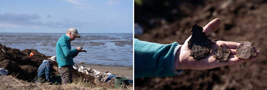 Kenneth McElroy examines pieces of leather he excavated from the Nunalleq dig on June 8, 2026.