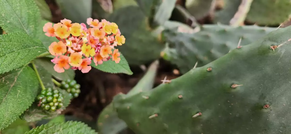 Trees, wildflowers and cacti intersperse the trails on Cerro San Cristobal.