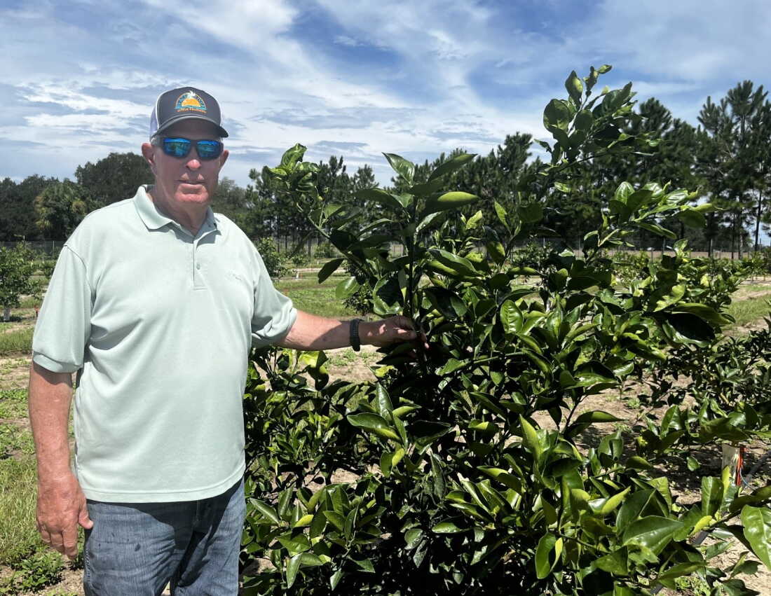 Ron English shows off citrus trees planted with the CarriCea T1 rootstock at Soilcea's test field in Thonotosassa, Fla.