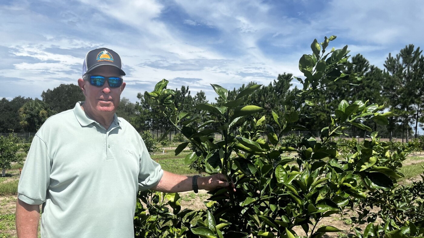 Could trees developed with gene-editing technology protect Florida's citrus industry?