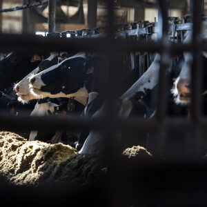 Dairy cows can be seen through a fence in a barn