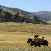 Individual Killed in Yellowstone Shootout with Park Rangers: NPR Individual Killed in Yellowstone Shootout with Park Rangers: NPR