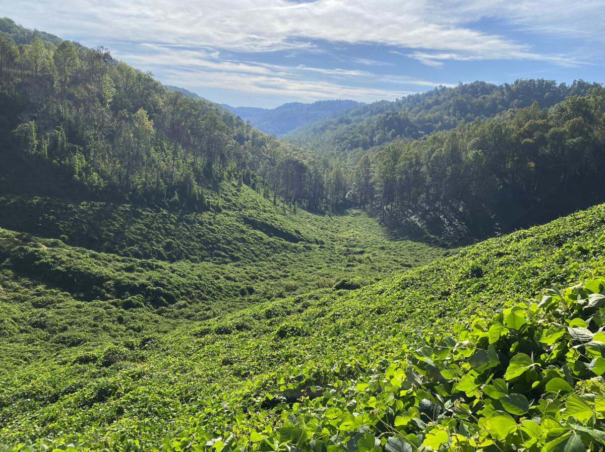 A thick blanket of kudzu smothers a valley at one of Kentucky Fish and Wildlife Resources' study sites prior to its treatment with drone-applied herbicide last summer. While appearing lush and green, officials say scenes like this threaten the ecological diversity of properties across the South. Kudzu easily outcompetes native plants like milkweed, which is essential to monarch butterfly populations as they migrate south.