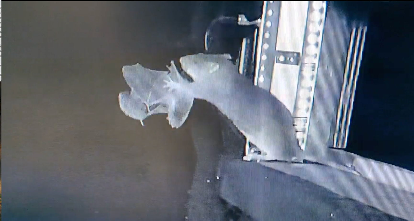 Wait, what? A RAT caught and ate a BAT? And there’s video! What does it portend?