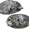 Two complete skeletons of the dinosaur Psittacosaurus from one of the sites analyzed by the research team. Some scientists say these fossils show evidence of preservation due to their burrows collapsing.