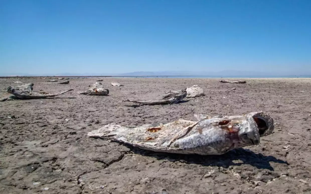 An image of dead fishes on the dry lake bed of the Salton Sea.