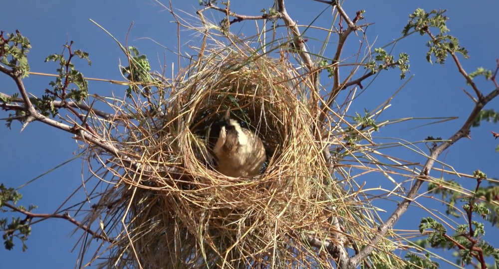 A white-browed sparrow weaver inspects a roost under construction, after just receiving some grass brought by another member of its group.