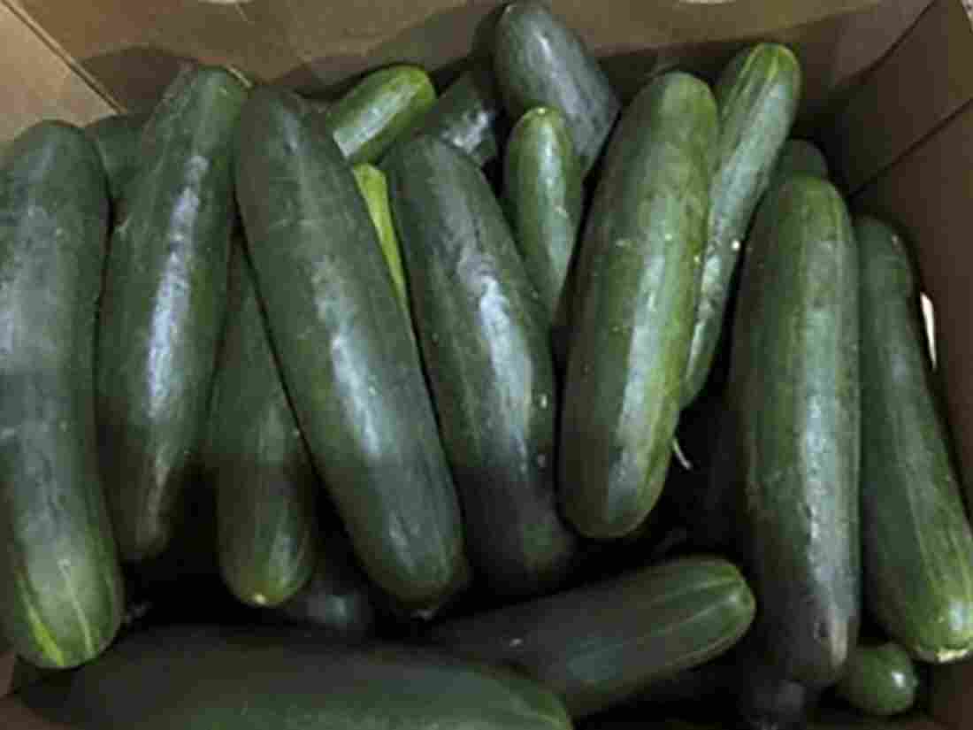 More than 150 across U.S. sick due to possible salmonella outbreak in cucumbers 