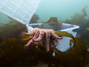 Pesto the 3-year-old star emerges into the kelp forest for the first time.