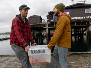 Scott McIntosh and Willem Weertman carry a box of 3-year-old lab-reared sunflower sea stars down to the dock at Friday Harbor Labs to be released at a nearby island. McIntosh works for the Samish Nation and Weertman is a PhD candidate in Jason Hodin's lab at University of Washington studying sunflower stars.