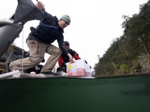 Jason Hodin, a research scientist at the University of Washington and Scott McIntosh lower a box of 3-year-old lab-reared sunflower sea stars into the sea at Decatur Island in the San Juans, Wash.