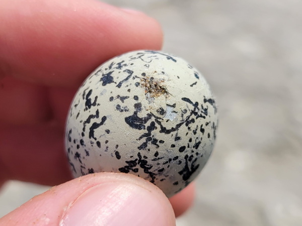 A damaged Snowy Plover egg observed by Coastal Bend Bays & Estuaries Program staff in a nest located a quarter mile from the SpaceX launchpad shortly after a rocket test launch on June 6, 2024.