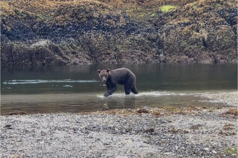 A brown bear drowned near Redoubt Falls in late July.