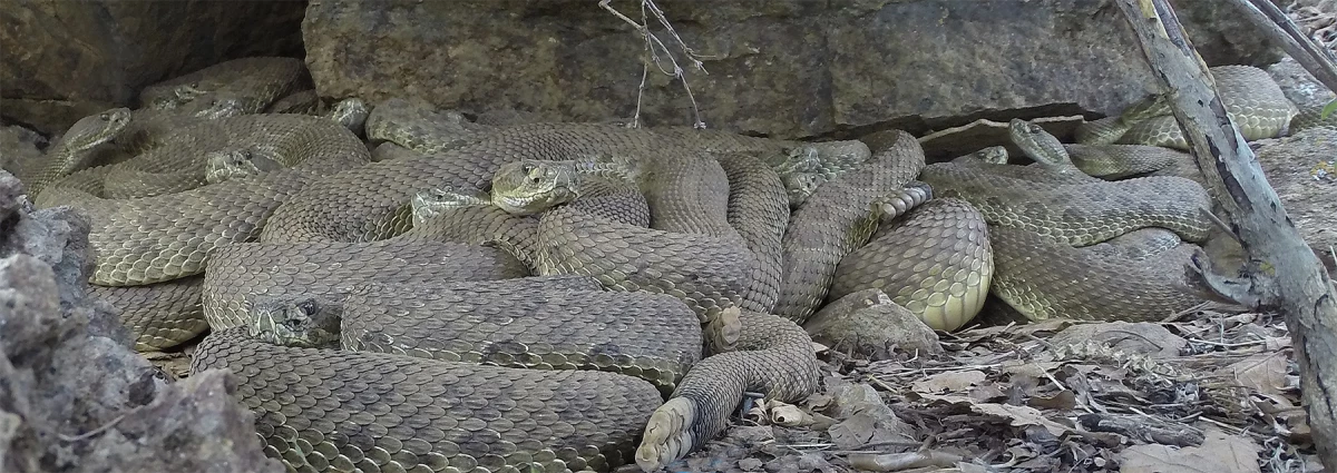 A still from the livestream.