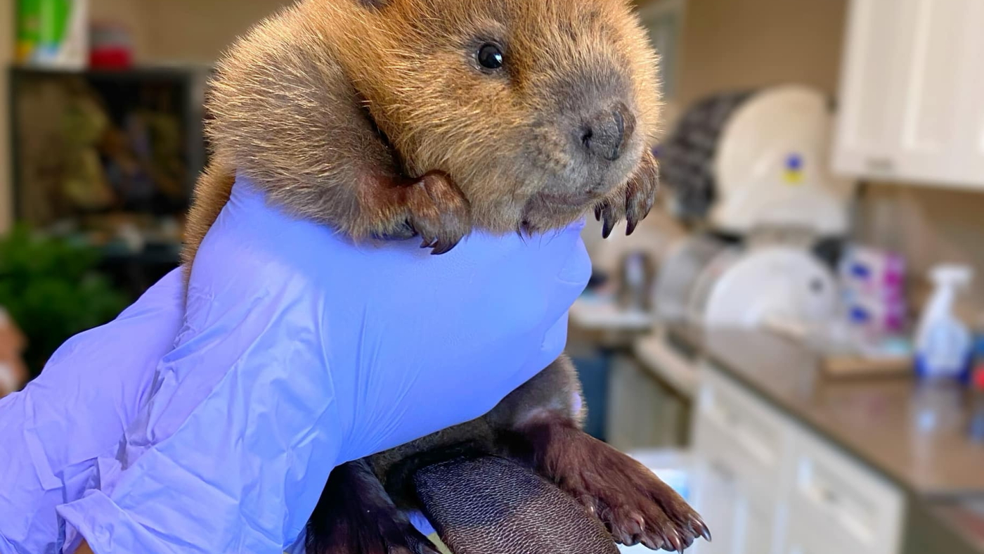 Saved Beaver Nibi the beaver in Massachusetts is saved from release into the wild : NPR