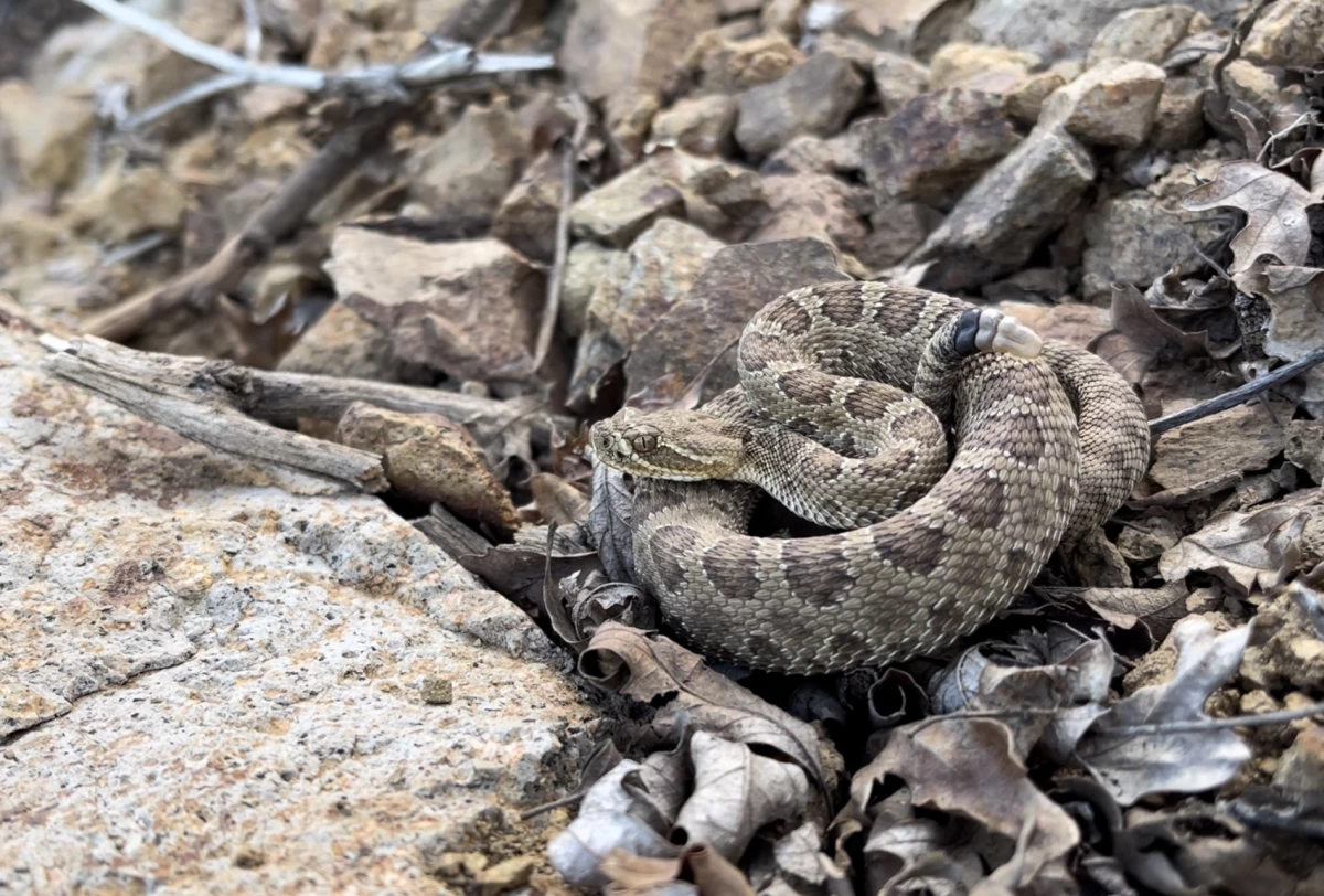 Project RattleCam lets people observe rattlesnakes with a live webcam.