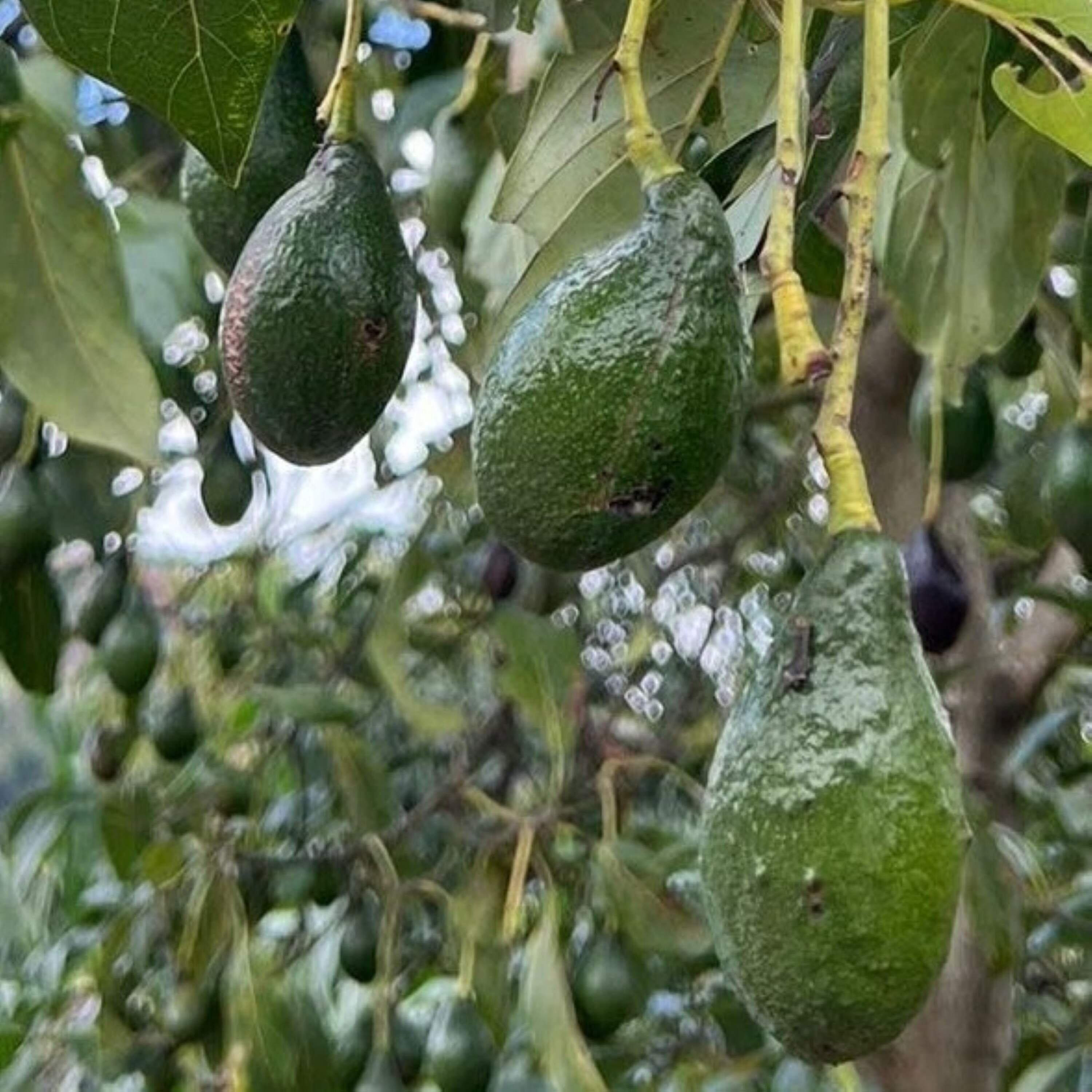 The problem with modern avocados — and the ancient solution Episode cover