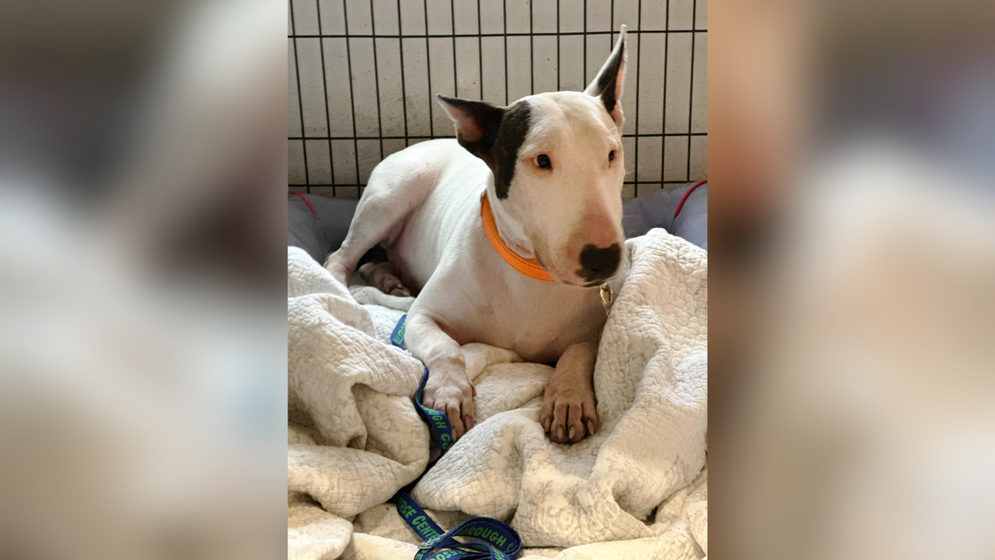 Florida dog abandoned before Milton now in foster care, named ‘Trooper’ : NPR