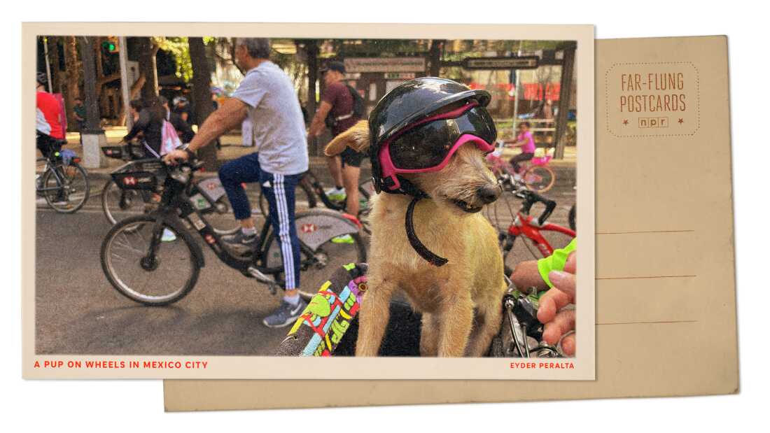 Greetings from Mexico City’s iconic boulevard, where a dog on a bike steals the show