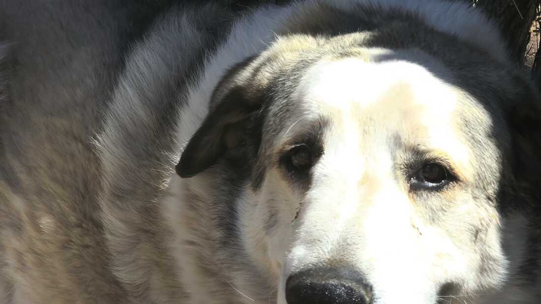 Buford, seorang Pyrenees Anatolia, menemukan Boden Allen yang berusia 2 tahun hampir tujuh mil dari rumah bocah itu.