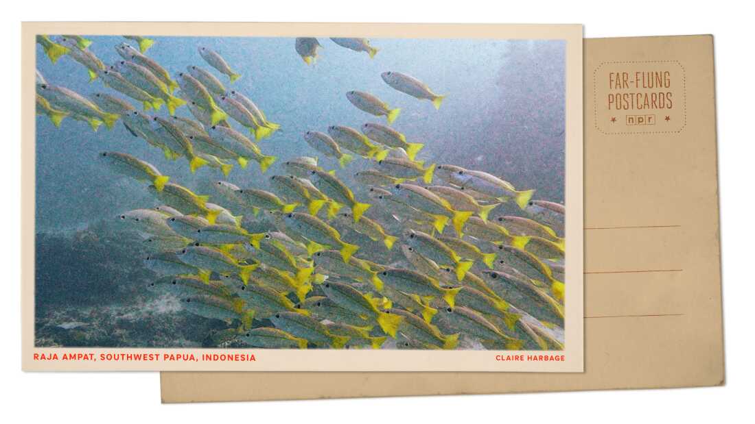 Greetings from Southwest Papua, which has some of the world’s richest marine biodiversity Greetings from Southwest Papua, which has some of the world’s richest marine biodiversity