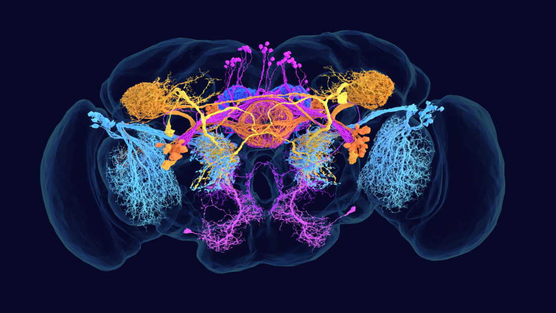 Fly Brain Scan From fruit fly to this guy: a map of one tiny brain may show how larger ...
