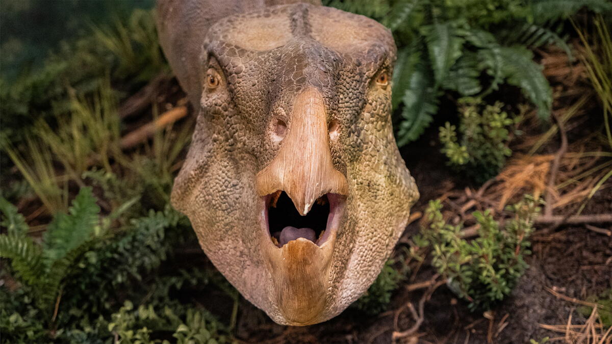 A sculpture of a dinosaur inside the museum. The Edelman Fossil Park & Museum's paleoartist is Gary Staab.