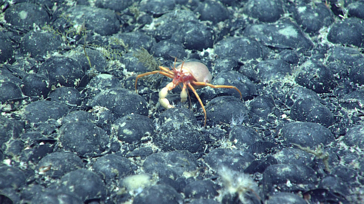 Nodules on the seafloor provide a hard surface in an otherwise muddy environment. Up to a third of deep sea marine life depend on nodules in some way.