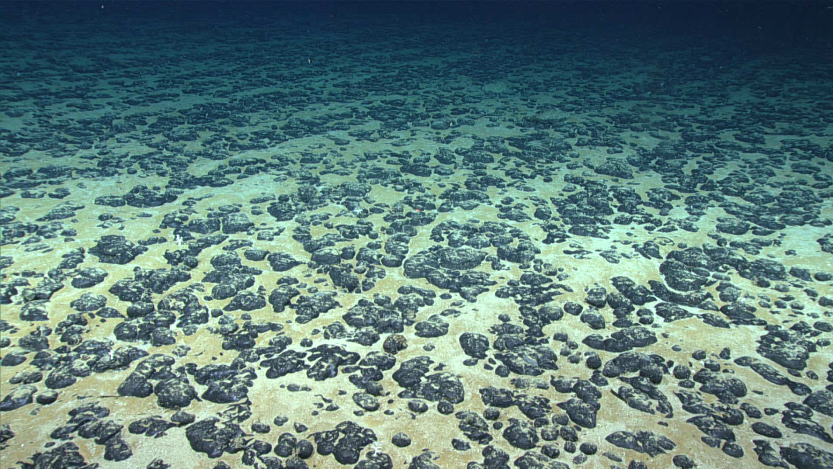 Polymetallic nodules containing certain critical minerals can be found scattered across the seabed in some parts of the ocean. Here, manganese nodules found off the Southeastern U.S. in 2019.