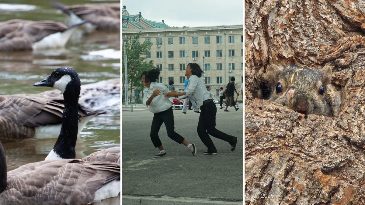 Left image is of a Canada Goose, middle image is of two kids playing and the right image is of a squirrel in a tree.