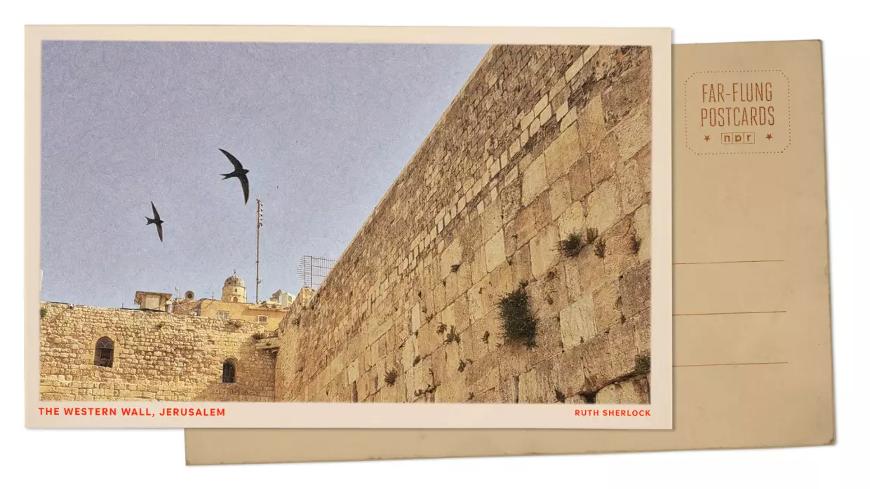 Greetings from Jerusalem, whose holy sites host some of the oldest colonies of nesting swifts