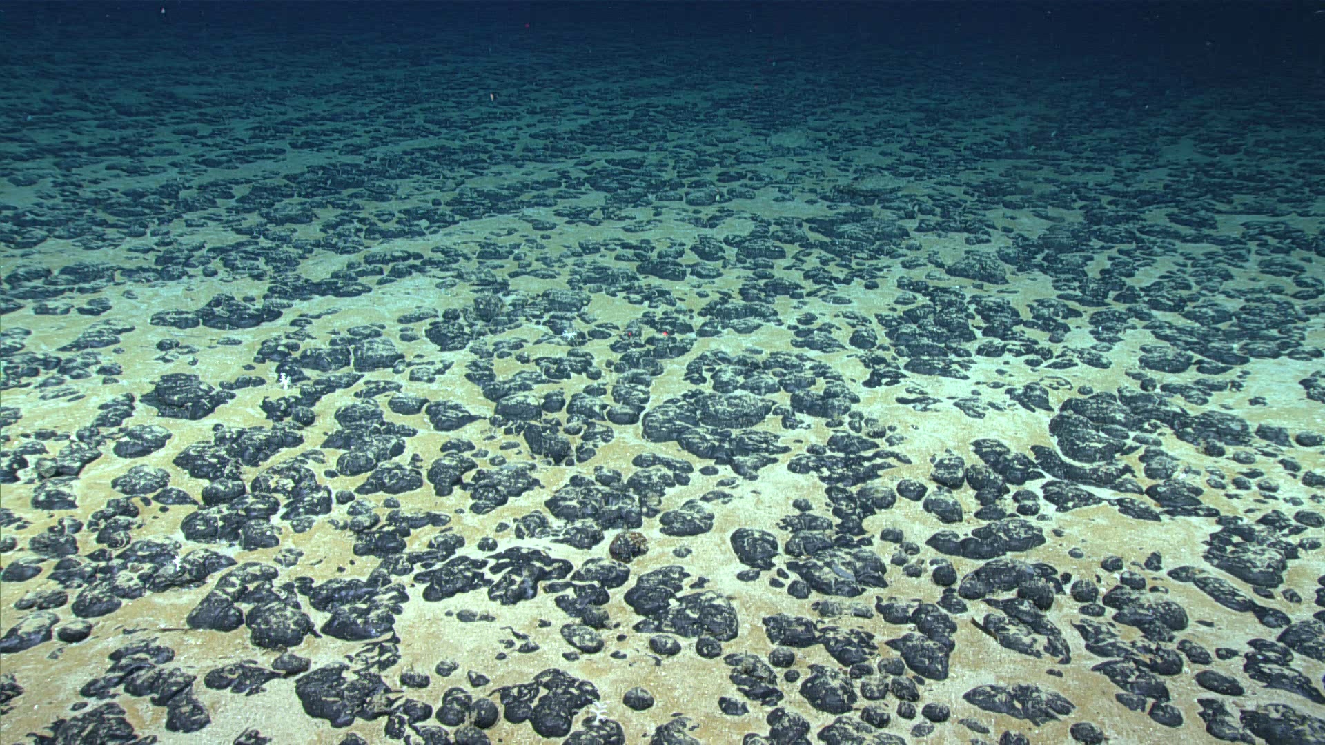 Nodules containing valuable metals can be found scattered across the seabed in some parts of the ocean. Here, manganese nodules found off the Southeastern U.S. in 2019.