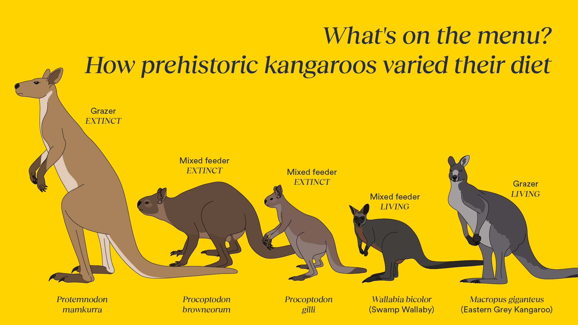 Researchers wanted to know why ancient kangaroos went extinct by taking a detailed look at the teeth of more than 900 modern and extinct kangaroos.