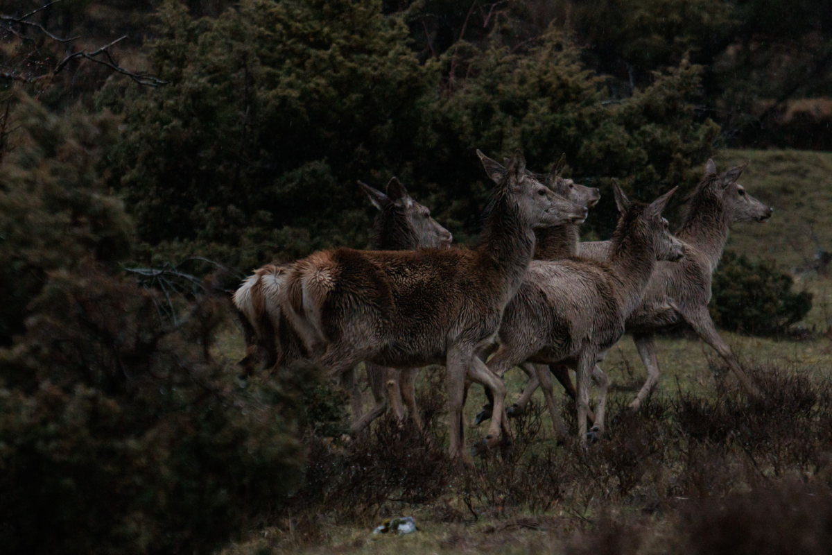 Five female Apennine deer in the valleys of the Camosciara Reserve, near the village of Villetta Barrea in the Abruzzo national park.