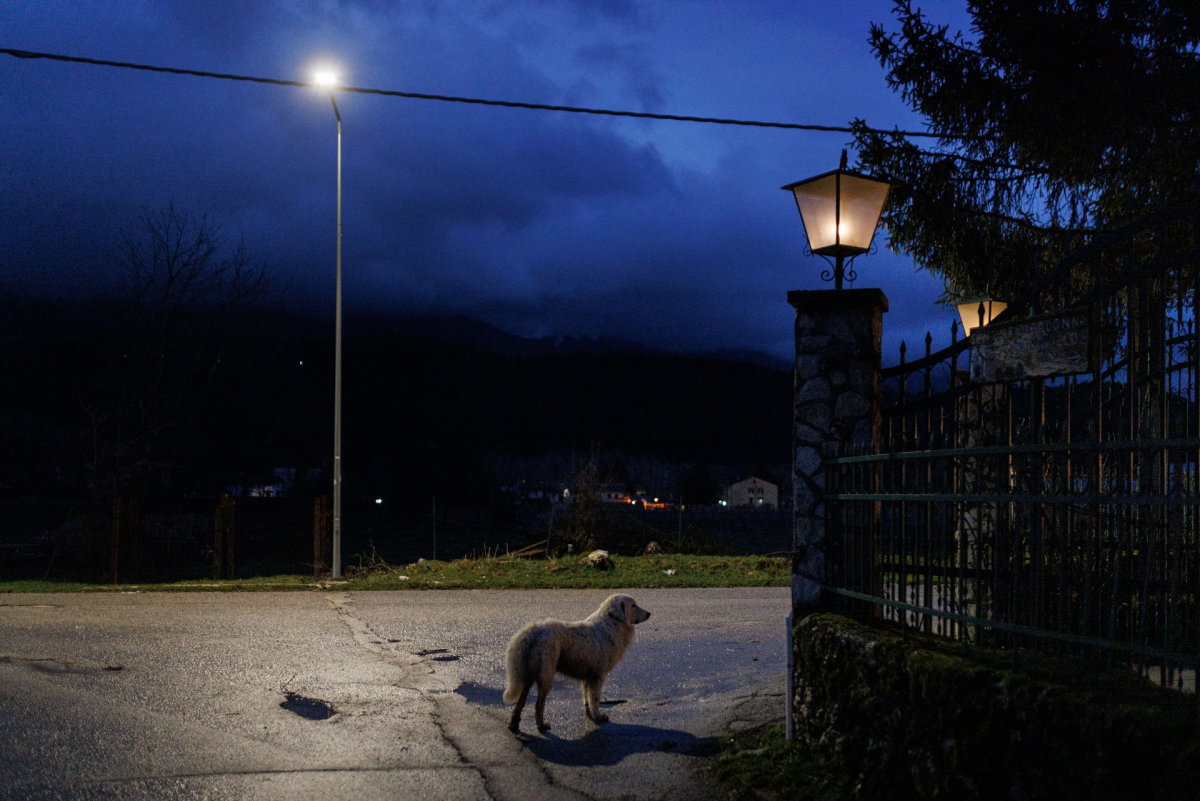 A Maremmano-Abruzzese sheepdog walks through the streets of Pescasseroli at night. It is an Italian breed of livestock guardian dog, indigenous to central Italy, especially Abruzzo. It has been used for centuries by Italian shepherds to guard sheep from wolves.