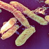 The bacteria that causes bubonic plague.