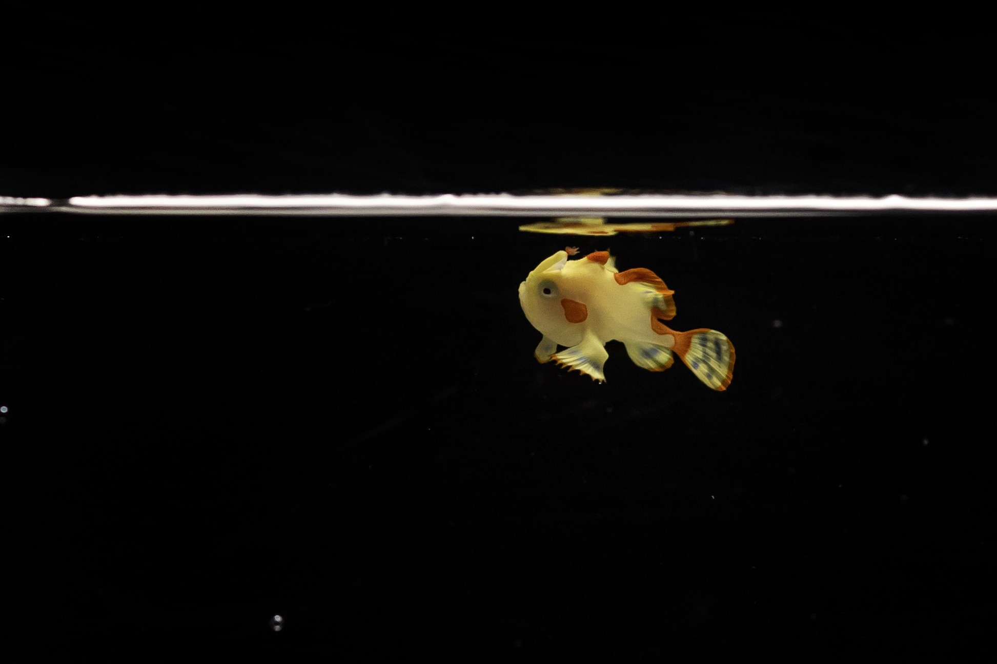 Domino, the warty frogfish, is the first of its kind to be raised in captivity