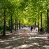This photo shows a broad tree-lined pathway at Enghaveparken, a park in Copenhagen, Denmark. Adults and children walk along the unpaved pathway, which is covered by shadows of branches and leaves.
