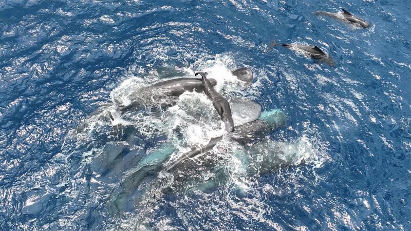 A group of sperm whales work to keep a newborn calf afloat in the hours after its birth.