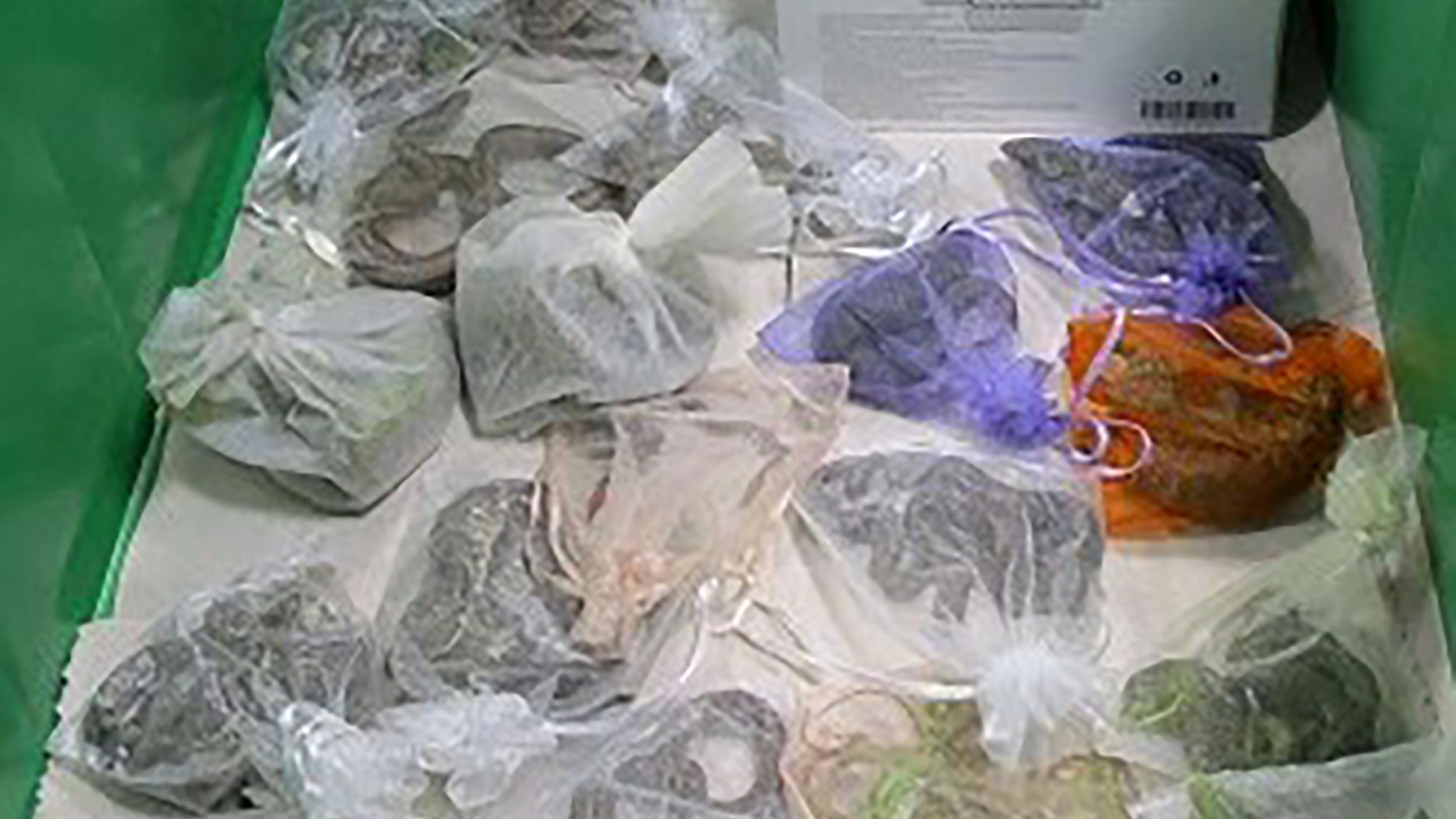 This February 2022 photo provided by the U.S. Customs and Border Protection shows snakes in bags found hidden in a man's clothes by CBP officers at the San Ysidro, Calif., port of entry.