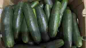This undated photo provided by the U.S. Food and Drug Administration shows cucumbers recalled for salmonella. Cucumbers contaminated with salmonella bacteria may have sickened and hospitalized dozens of people in more than 20 states, U.S. health officials said Wednesday