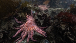 Three-year-old sunflower stars explore the kelp forest for the first time. They come in a rainbow of colors but are all the same species. The stars in this cohort are called the “snack pack,” so they all have snack names, from Cheeto and Noodles to Sweet Potato.
