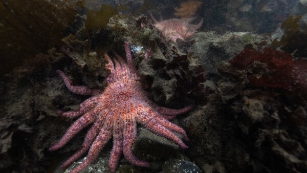 Sea stars lying on a rocky surface under the water.