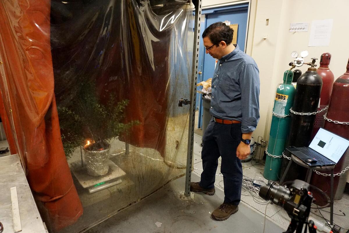 Michael Gollner watches a burn test in his lab at UC Berkeley. Green plants take longer to ignite, but he says leaves can dry out quickly in hot, dry conditions during a wildfire.