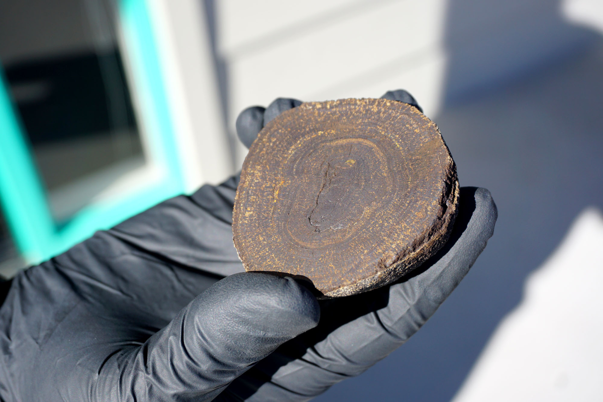 Steve Haddock of the Monterey Bay Aquarium Research Institute holds a polymetallic nodule from the deep ocean. Layers of metals accumulate over millions of years, like tree rings.