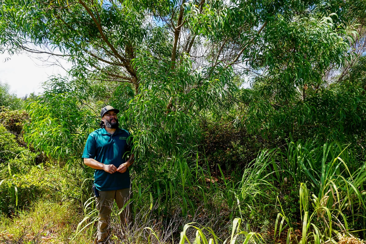 Kainoa Pestana stands among native Hawaiian plants at one of Pu'u Kukui Watershed's restoration sites. The former pineapple field is being returned to a native forest.