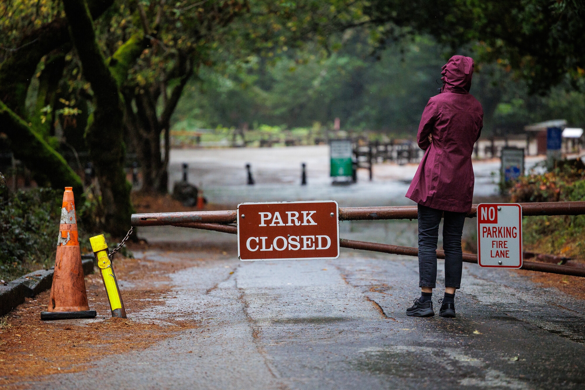 A visitor peeks past the barriers at the entrance of Muir Woods National Monument in Marin County, Calif., which is closed as a consequence of the government shutdown on Oct. 1, 2025. (KQED)